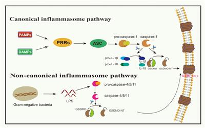 Gasdermins: a dual role in pyroptosis and tumor immunity